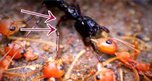 ant