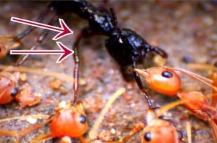 ant